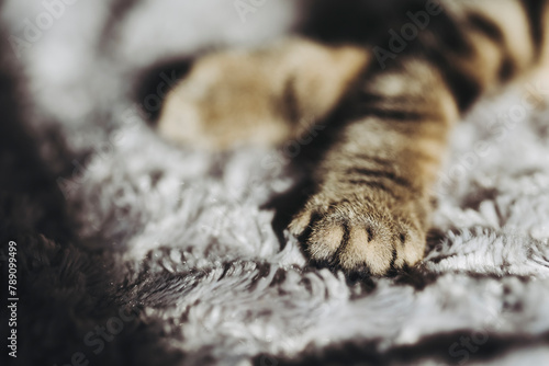 Close up sur les pattes et coussinets d'un petit bébé chaton tigré à la maison	