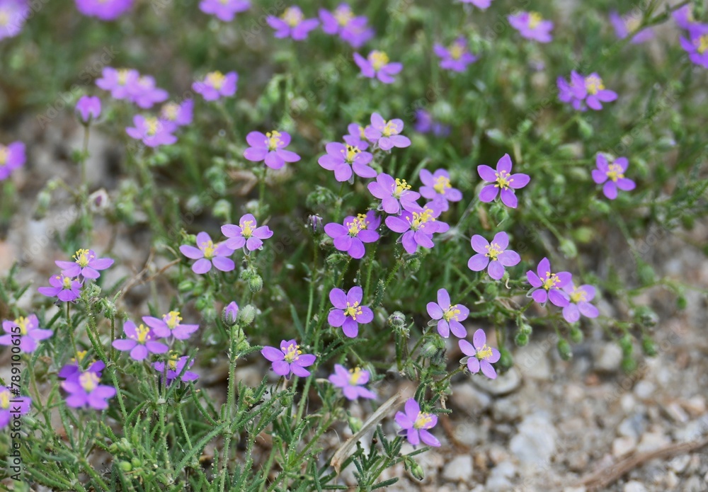 Naklejka premium Violeta