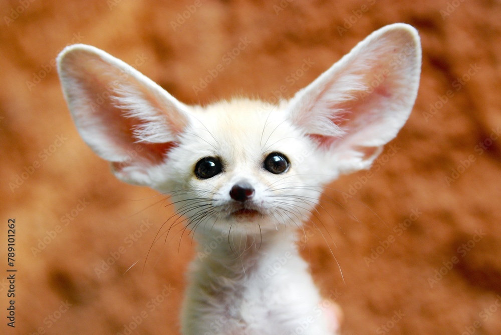 Types Of Pet Foxes 25 Fluffy Dogs You Simply Must Pet PetMD