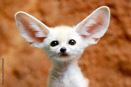 Canvas Print Cute fennec fox sitting with ears alert on ground