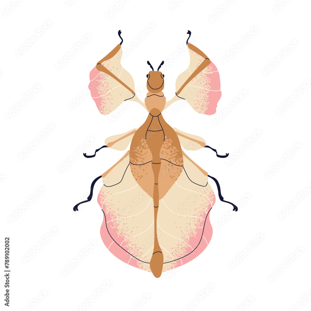 Fototapeta premium Beautiful fictional beetle. Whimsical bug species. Wonderful delicate insect with gentle wings, top view. Abstract imaginary phylliidae. Flat vector illustration isolated on white background