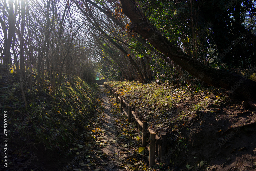 Obraz premium Bicycle trail among trees in autumn. Mantua, Italy