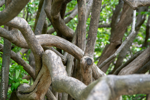 Plexus of branches and trunks of a lilac bush plant © Real_life