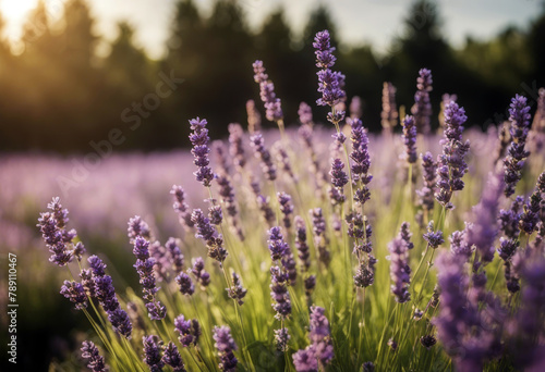 Lavender flowers 