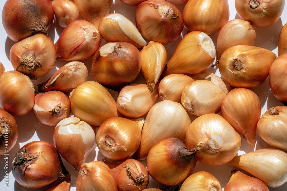 Tulip bulbs in close-up, Seeds, Solid background, Top view Tulip bulbs in close-up, Seeds, Solid background, Top view