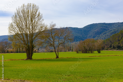 Campos verdes florecientes con árboles desnudos en el entorno del Lago de Banyoles, con las colinas de Pla de l'Estany al fondo en un día de invierno.