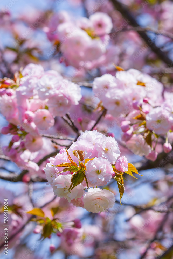 満開を迎えた八重桜の花 ヤエザクラ