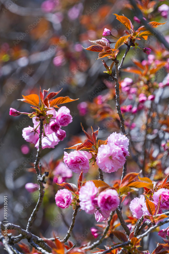満開を迎えた八重桜の花 ヤエザクラ