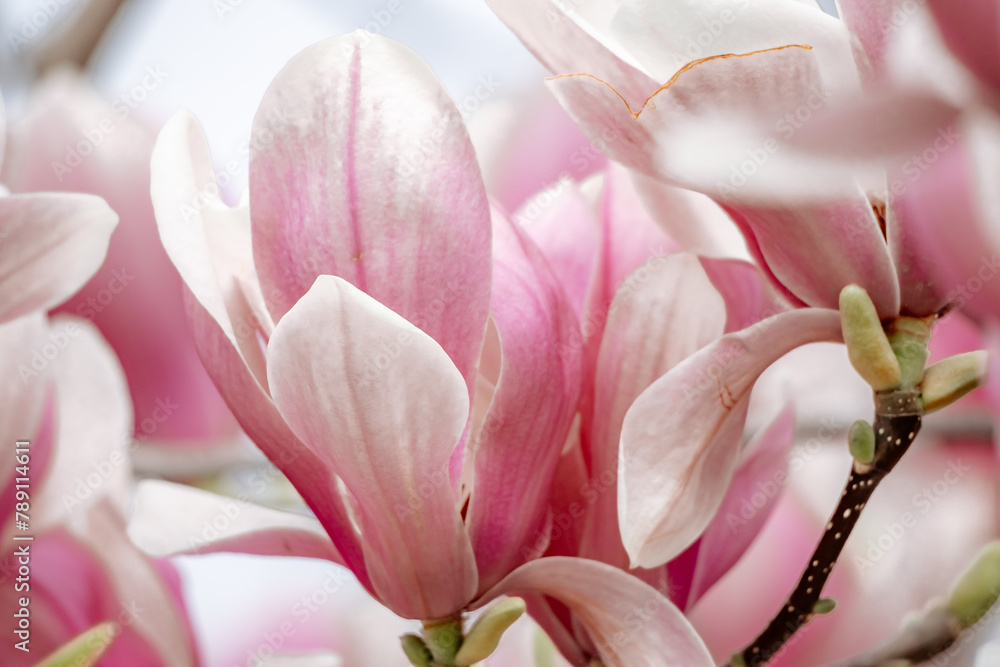Magnolia Sulanjana flowers with petals in the spring season. beautiful pink magnolia flowers in spring, selective focusing. Magnolia Sulanjana flowers with petals in the spring season. beautiful pink magnolia flowers in spring, selective focusing.