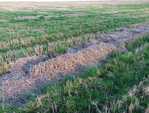 Foto Straw on the mown field