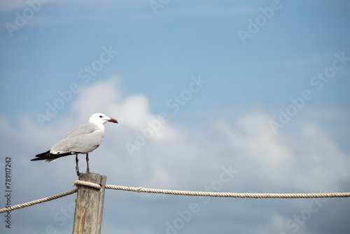 A seagull is perched on a wooden post. The sky is blue with some clouds. The bird appears to be eating something © VICTOR