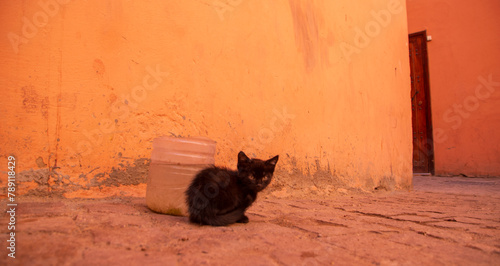 Moroccan kitten