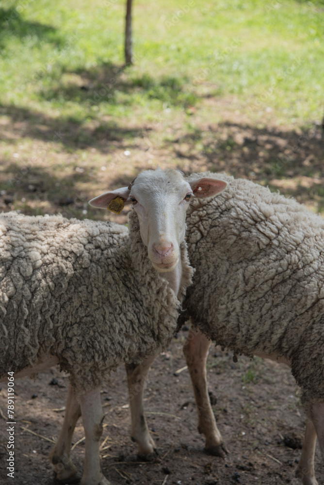 A group of sheeps. Sheep domestic animals in wooden barns at the farm.beautiful sheep walks around the farm A group of sheeps. Sheep domestic animals in wooden barns at the farm.beautiful sheep walks around the farm