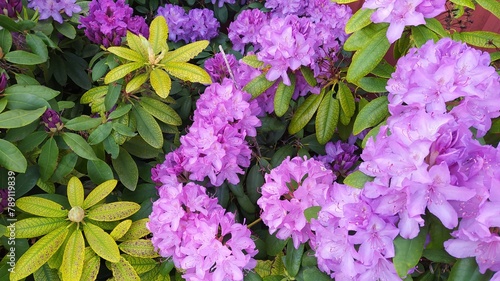 Rhododendron is a beautiful flowering bush plant with lilac flowers in Sweden photo