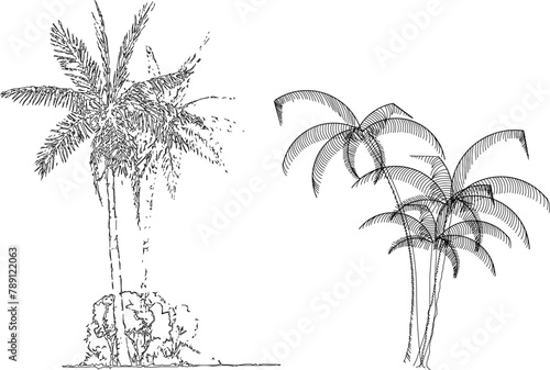 vector image of a collection of palm trees and coconut shrubs on an island