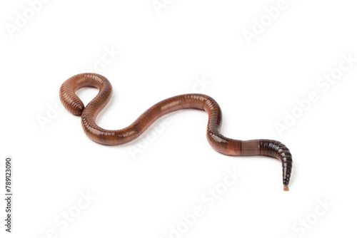 one earthworm isolated on white background