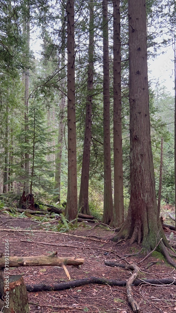 Obraz premium path in the forest
