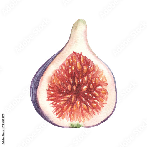 Watercolor half of fig isolated on white background. Hand drawn realistic illustration of fruit.