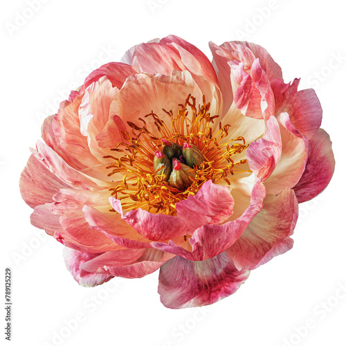 Blooming peony flower with pink and pink petals - Paeonia lactiflora isolated on transparent background close up photo