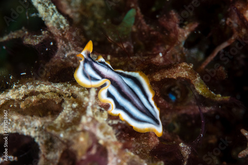 Polyclad Flatworm