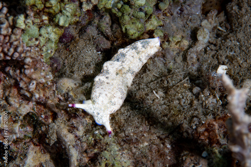 Ringed Sap-sucking Slug Plakobranchus ocellatus photo