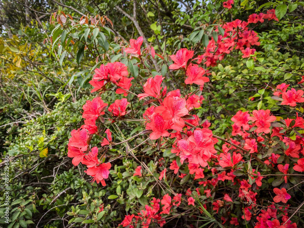 Vibrant Red Azalea Blooms Announcing Spring’s Arrival