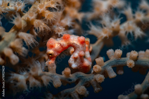 Denise Pygmy Seahorse Hippocampus denise photo