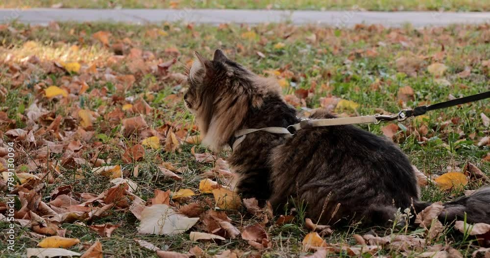 The cat walks carefully on the grass on a leash and harness. The cat was taken outside on a leash for the first time and she looked around in confusion. A cute cat is taught to walk on a leash. The cat walks carefully on the grass on a leash and harness. The cat was taken outside on a leash for the first time and she looked around in confusion. A cute cat is taught to walk on a leash.