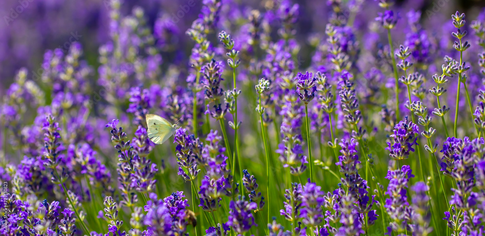 Butterflies on spring lavender flowers under sunlight. Beautiful landscape of nature with a panoramic view. Hi spring. long banner Butterflies on spring lavender flowers under sunlight. Beautiful landscape of nature with a panoramic view. Hi spring. long banner