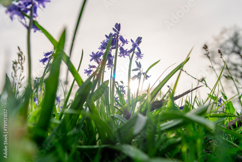 A Spring concept with close up ground view of meadow green grass and flowers against the sky with a rising sun.