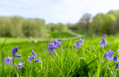 A Spring concept with close up of a green grass field with blooms and the countryside in the background.