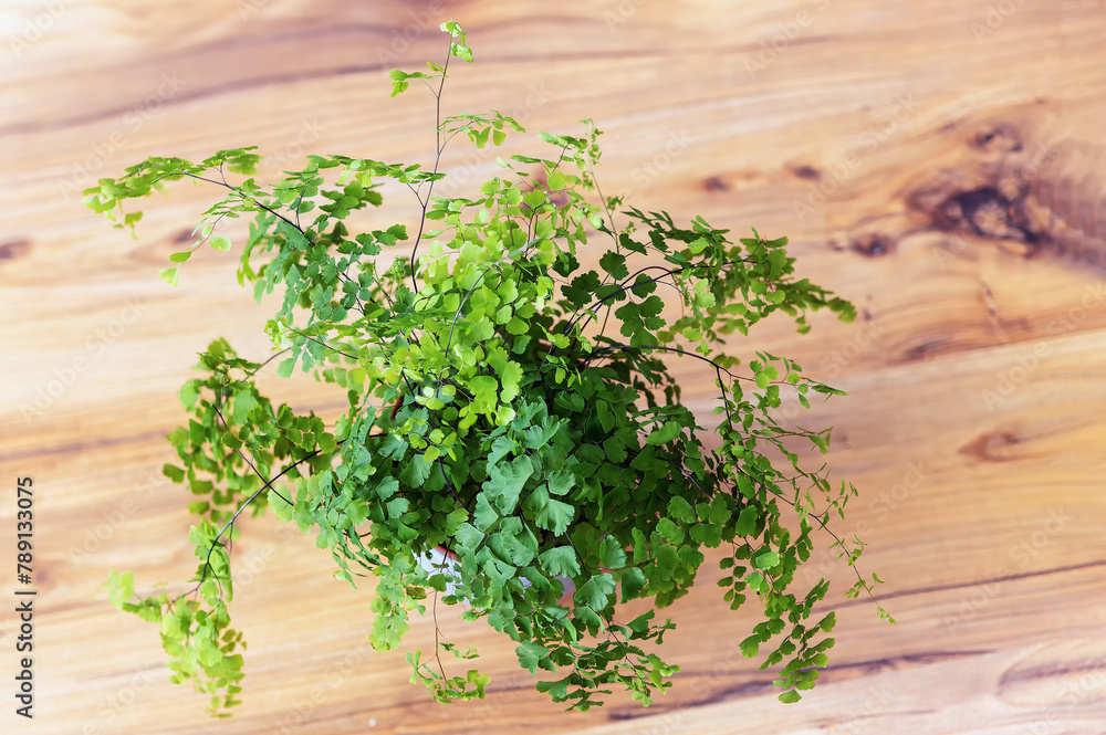 Adiantum capillus-veneris, southern maidenhair fern, black fern from above Adiantum capillus-veneris, southern maidenhair fern, black fern from above