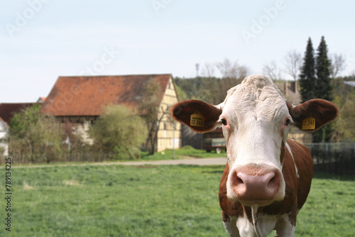Eine glückliche Braun weiße Kuh im Sommer auf einer Wiese vor einem Bauernhof