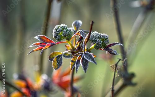 Frost lay on the young elderberry shoots. Spring frosts. © Mykhailo