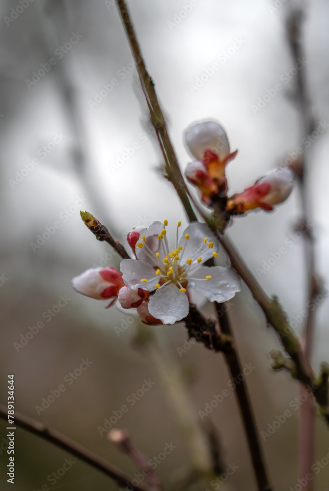 Spring blossoming of fruit trees. Close-up of flowers with a soft, blurred background. Spring blossoming of fruit trees. Close-up of flowers with a soft, blurred background.