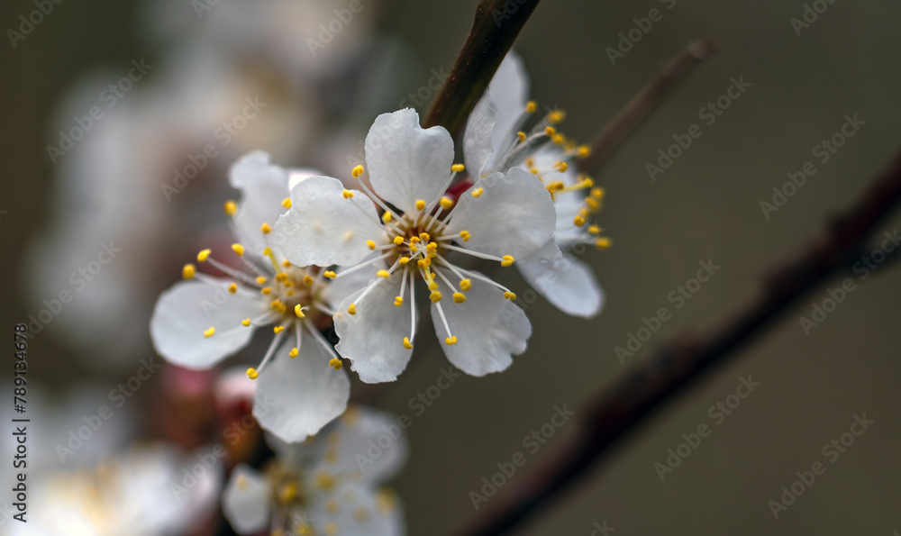 Spring blossoming of fruit trees. Close-up of flowers with a soft, blurred background. Spring blossoming of fruit trees. Close-up of flowers with a soft, blurred background.