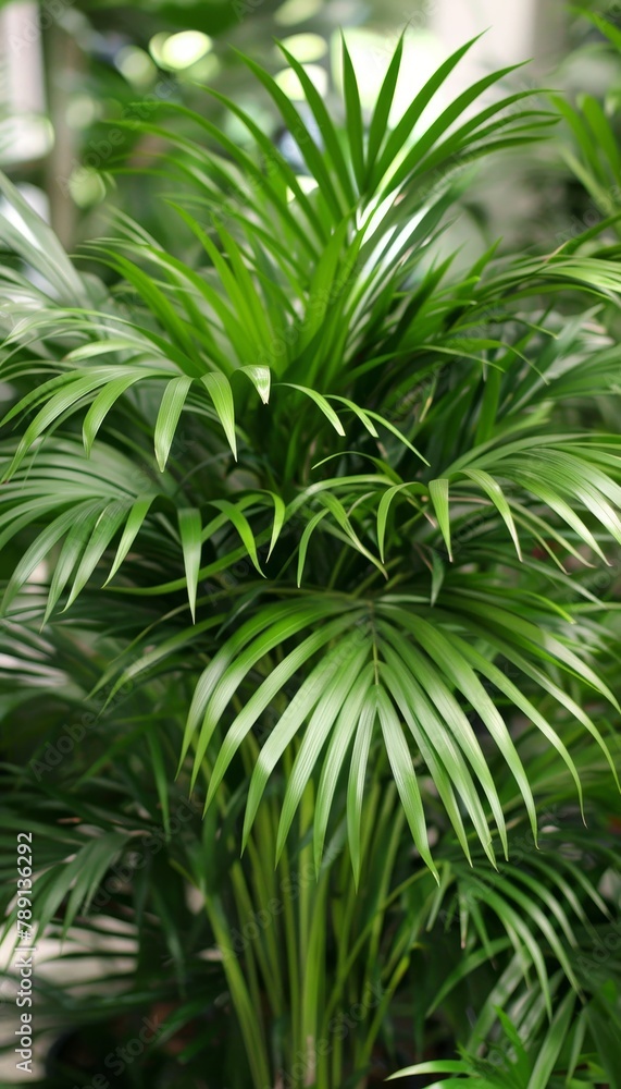 Exotic tropical forest lush palm leaves and trees in wild jungle panoramic nature wallpaper Exotic tropical forest lush palm leaves and trees in wild jungle panoramic nature wallpaper