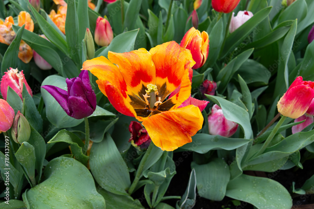 Tulpenpracht in Amsterdam, Niederlande Tulpenpracht in Amsterdam, Niederlande