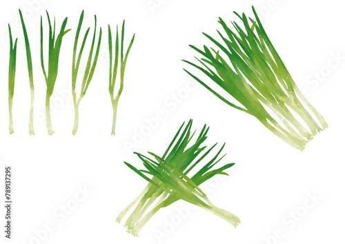 水彩風　葉ネギ　セット Fresh Vegetable Series:Watercolor Green Onion Set