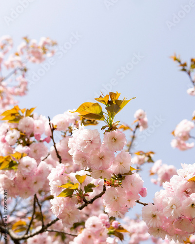 blossom in spring