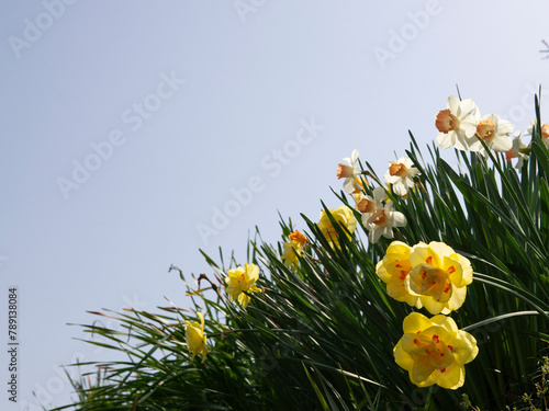 daffodils in spring