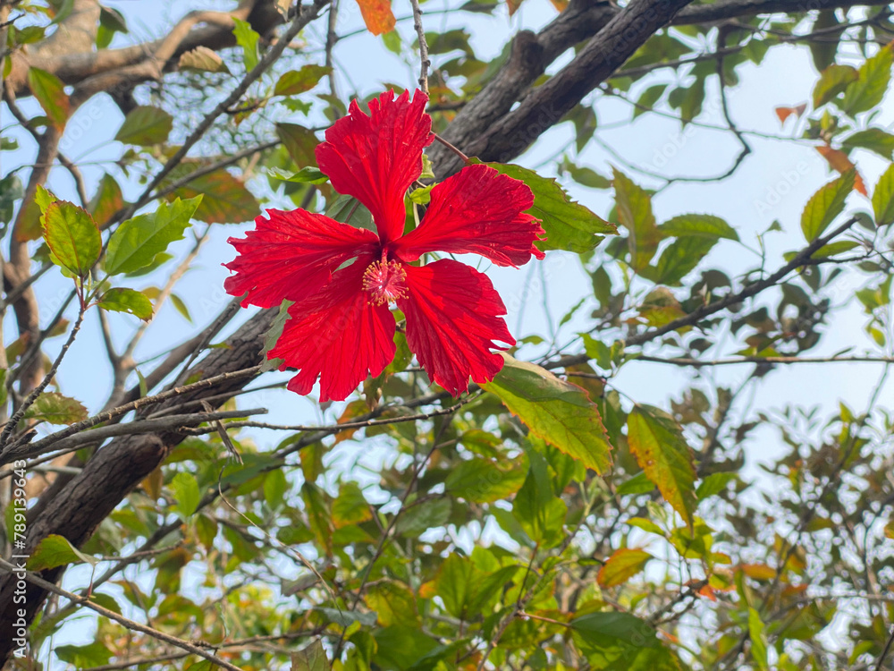 Vibrant Red Chinese Hibiscus Flower in Natural Habitat