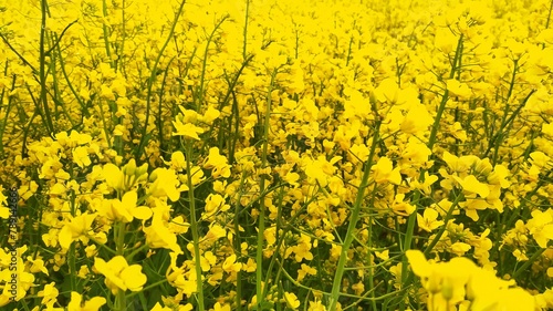 Rapeseed - a rapeseed field is blooming with yellow flowers photo