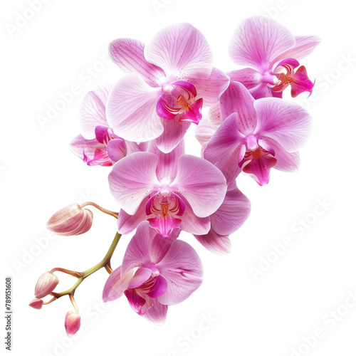 Bunch of Pink orchid on transparent background  png 