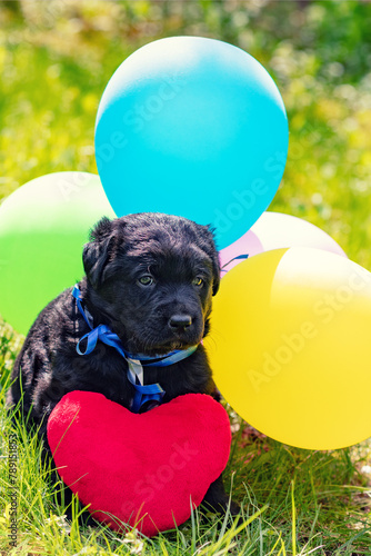 Little labrador retriever puppy with toy heart and colorful balloons. Vertical banner