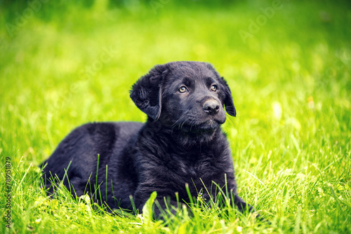Portrait of a cute little puppy sitting on the grass in the summer garden