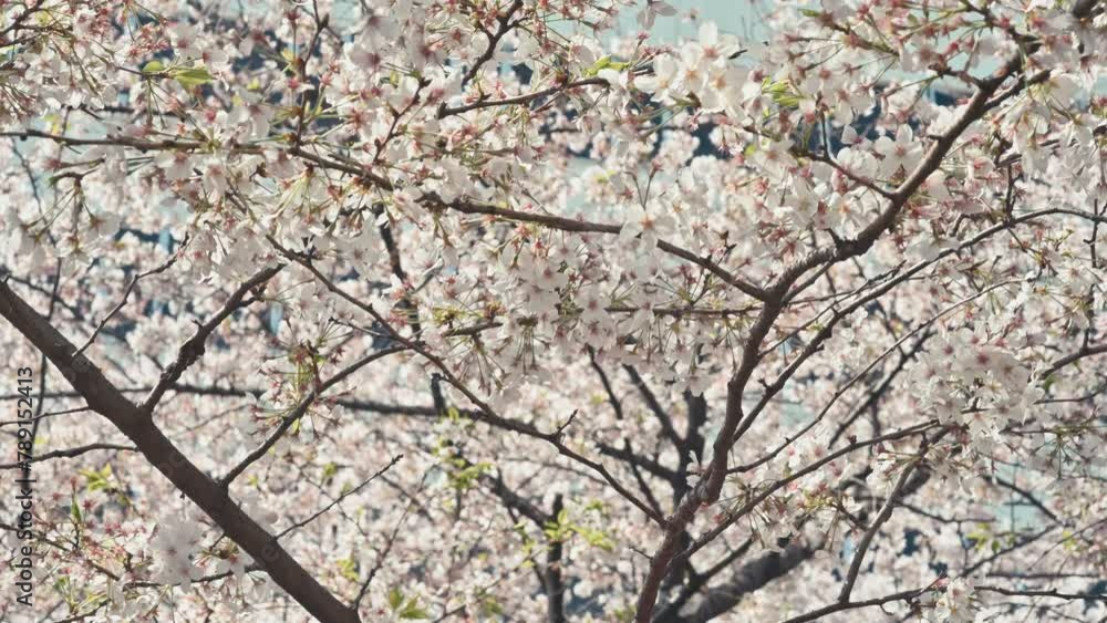 Closeup of cherry blossoms on sakura tree blowing in the wind. Tokyo, Japan. 4k. Closeup of cherry blossoms on sakura tree blowing in the wind. Tokyo, Japan. 4k.