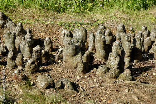 cyprés chauve, taxodium distichum, pneumatophores photo