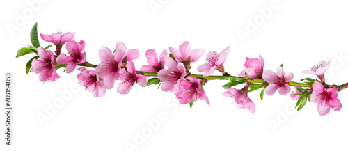 Peach flowers isolated on white background. Nectarine branch with pink flowers.