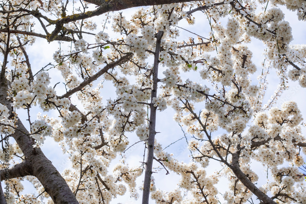 Obraz premium Tree branches with white blooms in spring time